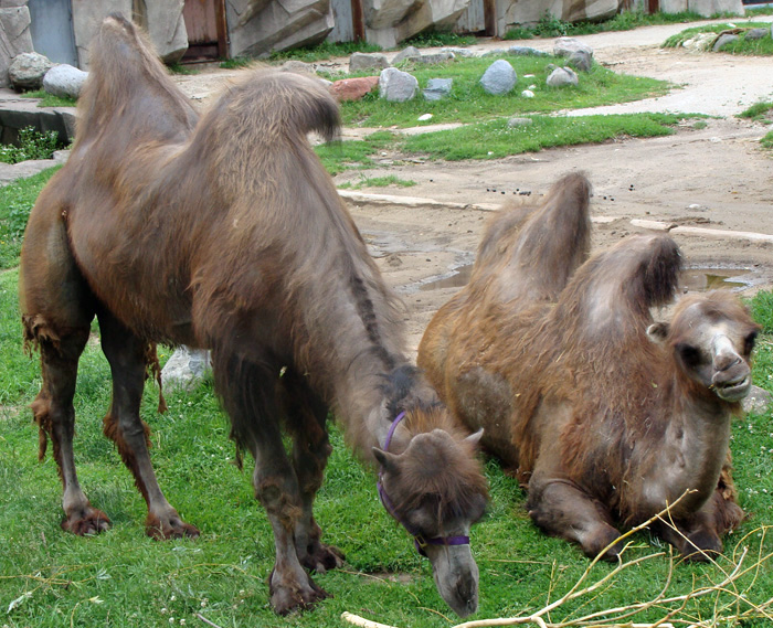 bactrian camels